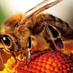 A méhpempő hatása az egészségre