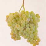 A jó fehérborok alapja a szőlő