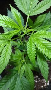 Hempstore