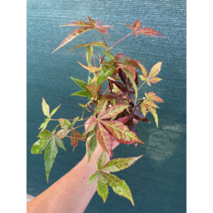 acer palmatum